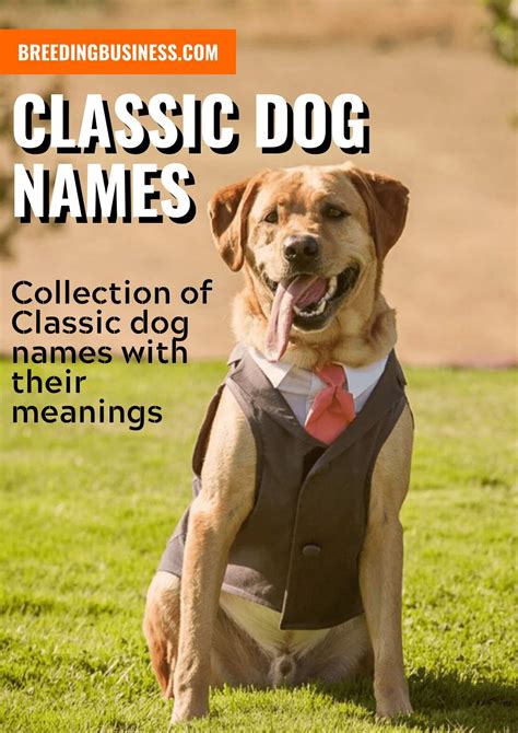 Pet Names that Match Your Pet's Personality